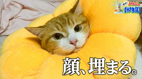 嗚呼!!みんなの動物園 譲渡会まであと8日!みりちゃむシャー猫たくあんを初抱っこ