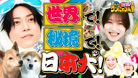 亀梨くんのワンにゃフル！ MC：亀梨和也！【なぜ世界で秘境で日本犬SP】イタリア秋田犬＆広島山奥犬