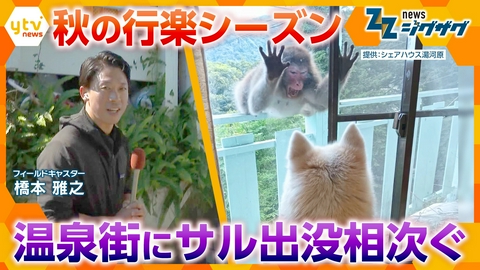 サタデーLIVE ニュース ジグザグ 秋の行楽シーズン…温泉街にサルの群れ！家の中に侵入も【ニュース ジグザグ】