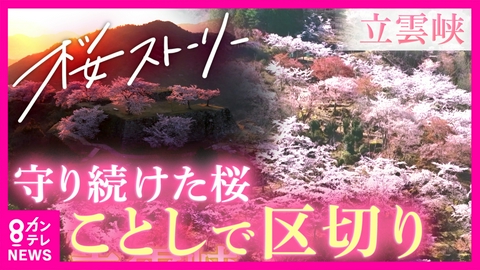 newsランナー 竹田城跡・立雲狭「山桜」守り続けて　保存会のメンバーが桜と共に高齢に　ことしで区切り　桜ストーリー　兵庫・朝来市