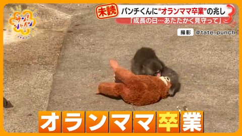 サン！シャイン 世界中が注目“子ザル”パンチくんにある変化・・・
