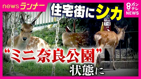 newsランナー 奈良公園のシカが「外に“居住地”をつくり始め…」“ミニ奈良公園”状態に　住宅街に多数のシカ　食害・フン・通行妨害　打つ手は…？