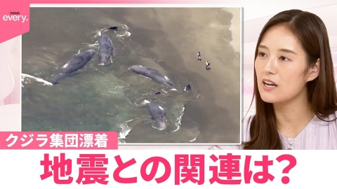 日テレNEWSセレクト 【なるほどッ！】クジラ集団漂着 地震との関連は？