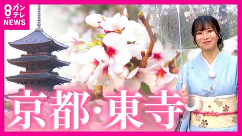 newsランナー 世界遺産「東寺」池に反射　桜×五重塔　今しか楽しめない絶景