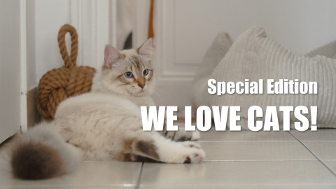 ファッション通信 ようこそ、麗しき猫の世界へ。Special Edition: WE LOVE CATS！