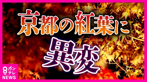 newsランナー 【異変】本格的な紅葉シーズン「モミジ」猛暑の影響で“枝ごと枯れる” 春に咲く桜も“狂い咲き”　天ぷらにも影響「商売できなくなる」紅葉ライトアップ遅らせる対応も…日本の四季どうなる？