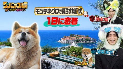 世界を救う！ワンにゃフル物語～柴と三毛と亀梨くん～ MC：亀梨和也！ナゼ日本人がいない国に日本犬!?赤ちゃん川上犬
