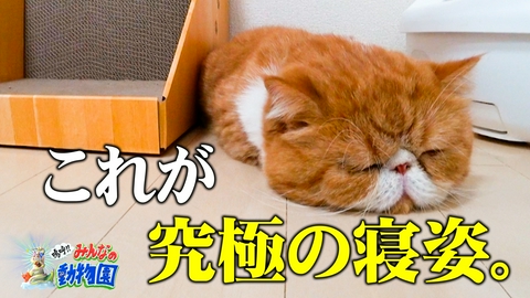 嗚呼!!みんなの動物園 ビビり&シャー猫急成長&Snow Man参戦SP