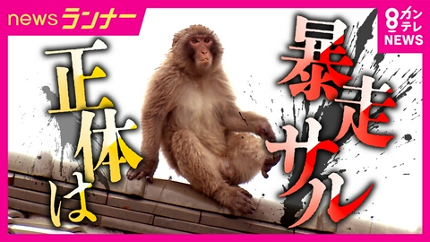 newsランナー 「うそやろ…」市街地で相次ぐ“サル”目撃情報　追跡取材で見えた驚きの正体は？　取材班が撮影に成功　神戸・姫路などの市街地に出没　遭遇時の対処法を専門家解説