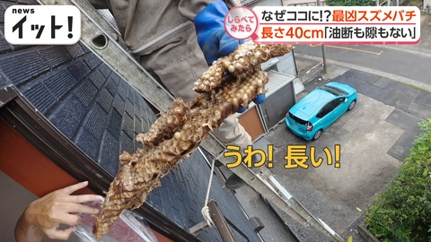 【しらべてみたら】Live News イット！特集 巣が巨大化！？最凶スズメバチ異変だらけ