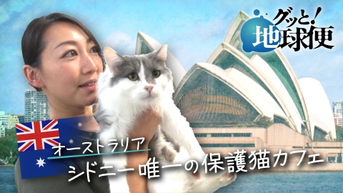 グッと！地球便 オーストラリア・シドニー唯一の保護ネコカフェを開いた娘