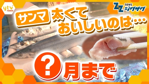 サタデーLIVE ニュース ジグザグ 伊勢エビにサンマ…秋の味覚に異変！脂がのったサンマは今がチャンス！