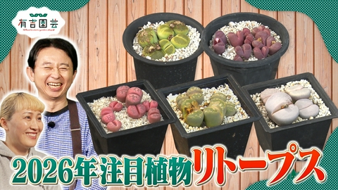 夢が咲く 有吉園芸～Road to start a garden shop～ 今年こそ流行って欲しい！リトープスってどんな植物!?