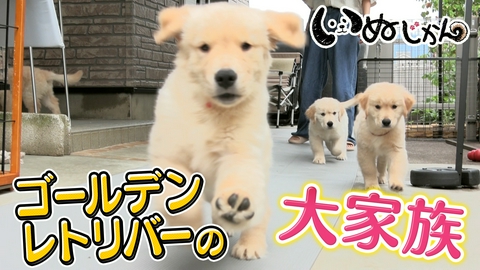 いぬじかん デカポメのオフ会に潜入！賑やかなゴールデンレトリバー大家族に密着