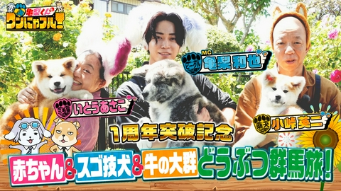 亀梨くんのワンにゃフル！ MC：亀梨和也！亀梨＆小峠＆いとうあさこ群馬動物旅SP★シャーシャー保護猫