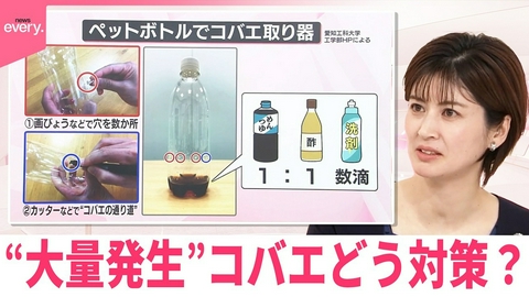 日テレNEWSセレクト 【なるほどッ！】この時期“大量発生”コバエどう対策？ペットボトルで“コバエ取り器”も