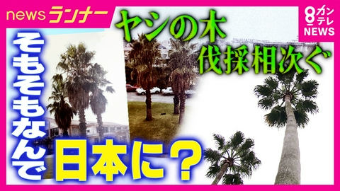 newsランナー なぜ関西の街に「ヤシの木」が定着？背景には「ハワイ」への憧れ？　高すぎ・高齢化で倒木の危険…伐採相次ぐ