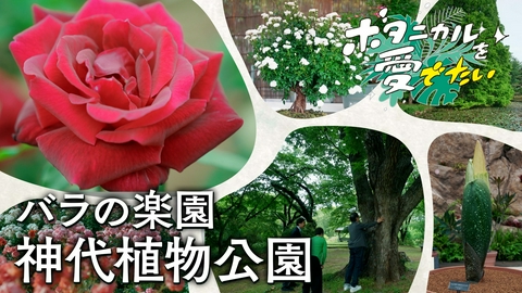 ボタニカルを愛でたい 神代植物公園