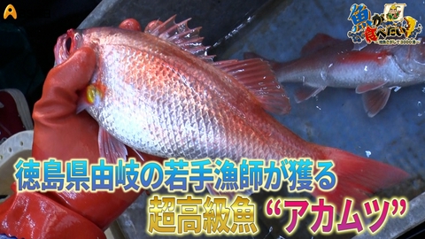 魚が食べたい！ ～地魚さがして3000港～ 徳島の若手漁師軍団“由岐若衆” に密着！