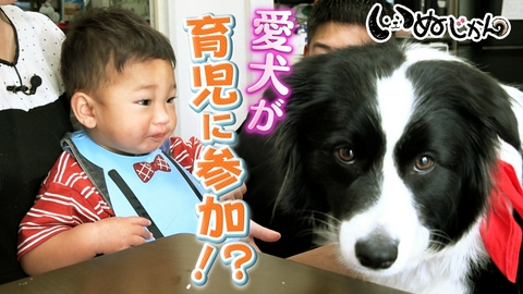 いぬじかん 犬好き殺到！看板犬のいる大衆酒場を訪問！子守が得意なボーダーコリー