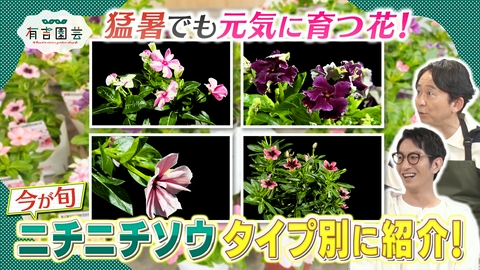 夢が咲く 有吉園芸～Road to start a garden shop～ 暑い夏でも元気に育つ！ニチニチソウの魅力に迫る