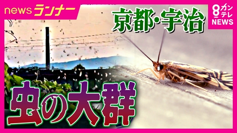 newsランナー 「口を開けたら入ってくる」　京都・宇治に“虫の大群”発生で観光客悲鳴　正体は“ホタル”よりもキレイな川好きの無害な虫「トビケラ」