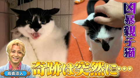 坂上どうぶつ王国 塚田僚一と片足犬121日間の奇跡の物語