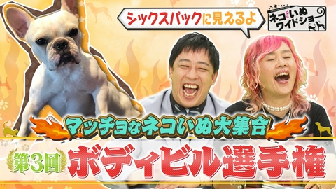 ネコいぬワイドショー 筋肉美を競う！第3回 ネコいぬボディビル大会/たった3時間で劇的変化！すご腕ドッグトレーナー