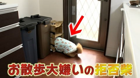 いぬじかん 散歩が大嫌いな柴犬の攻防戦！武藤十夢が愛犬とワンコカフェを堪能！