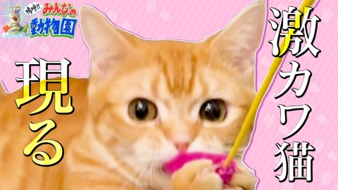 嗚呼!!みんなの動物園