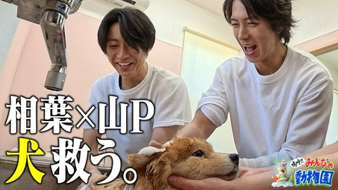 嗚呼!!みんなの動物園 子猫ワカメ最終回&多頭飼育の現場に相葉と山P