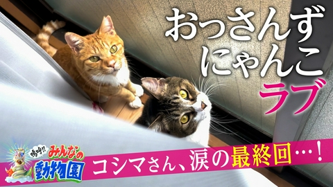 嗚呼!!みんなの動物園 アンゴラ村長&おじさん保護猫コシマさん涙の最終回…!