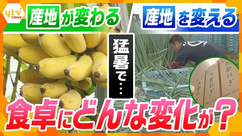 サタデーLIVE ニュース ジグザグ 猛暑列島　涼を求めて農作物“大移動”　気温上昇で南国フルーツの“適地”に？【ニュース ジグザグ】