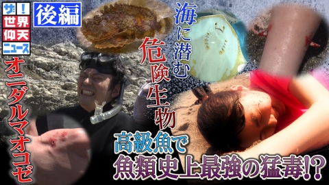 ザ!世界仰天ニュース 海に潜む衝撃の危険生物 後編