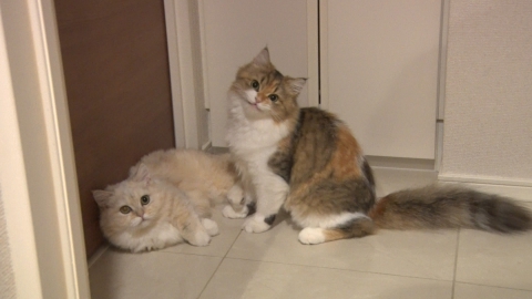 ねこ自慢 冷蔵庫を開ける超賢い猫が登場！ニャンコが寄り添ってくれる足ツボを体験