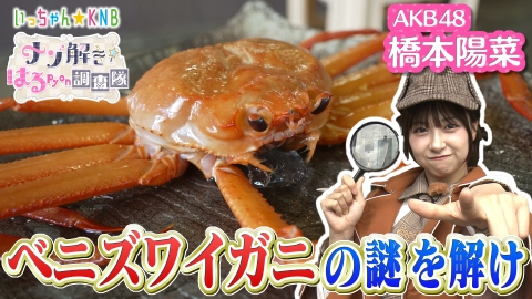ナゾ解き☆はるpyon調査隊 ベニズワイガニの謎を解け！