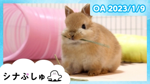 シナぷしゅ