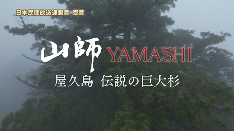 山師 YAMASHI 屋久島伝説の巨大杉 山師 YAMASHI 屋久島 伝説の巨大杉