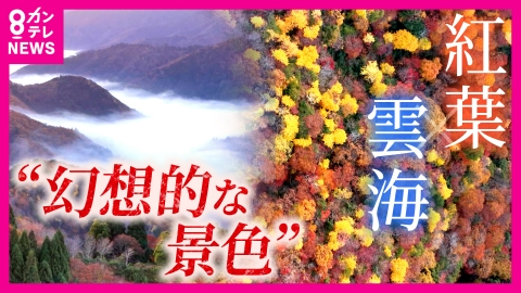 newsランナー 紅葉と雲海が織りなす幻想的な景色...雲海が現れるのは限られた気象条件の朝　運が良くないと出会えない絶景　滋賀・おにゅう峠