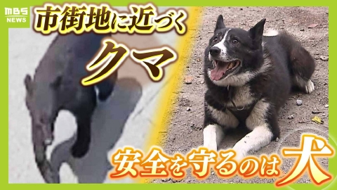 MBSニュース特集 街に接近するクマの脅威「ここまで来たか」　一方、かつてクマ被害に悩むも今は『14年連続で人身被害ゼロ』の場所…安全を支える秘策「ベアドッグ」とは？