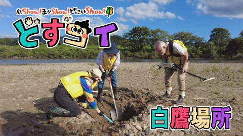 どすコイ やまがた 白鷹場所