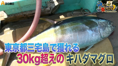 魚が食べたい！ ～地魚さがして3000港～ 東京・三宅島で巨大魚連発！キハダマグロ…アオリイカ…