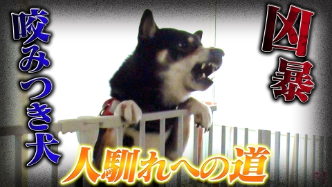 いぬじかん 9月6日(土)放送分 元サッカー日本代表・槙野智章が愛犬