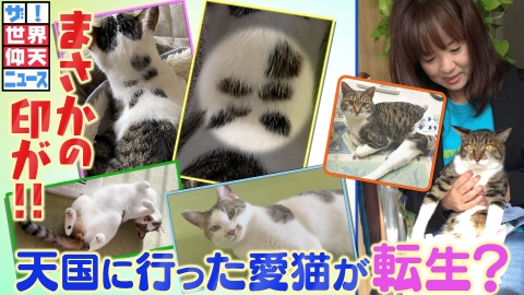 ザ!世界仰天ニュース 天国へ行った家族が帰ってきた?