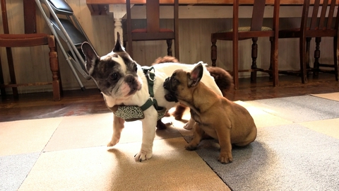 いぬじかん カリスマトリマーが愛犬を見違える姿に大変身！セラピードッグが大活躍