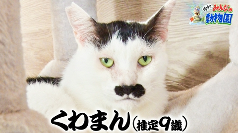 嗚呼!!みんなの動物園 新預かり始動&青木マッチョ激かわ猫が未曾有の大喧嘩!?