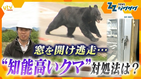 サタデーLIVE ニュース ジグザグ 【クマ】蛇口ひねり窓のカギ開けも…市街地の生活を学習？“知能高い”クマへの対処法は