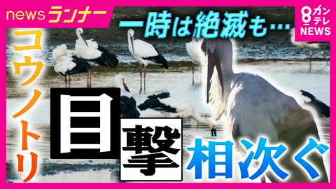 newsランナー 「ここまで増えるとは。幸せな気持ちになってほしい」　絶滅危惧種「コウノトリ」が神戸や明石などで多数目撃　取材班がその姿を求め現地調査　豊岡での地道な繁殖活動から“復活”へ