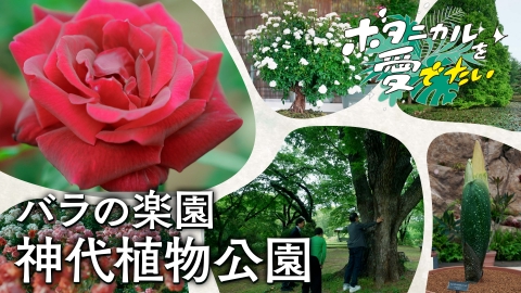 ボタニカルを愛でたい 神代植物公園