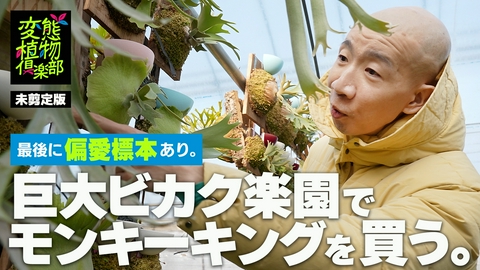 変態植物倶楽部 【未剪定版】巨大ビカクシダ楽園